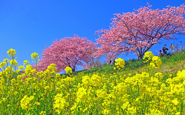 みなみの桜と菜の花まつり