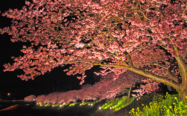 みなみの桜と菜の花まつり